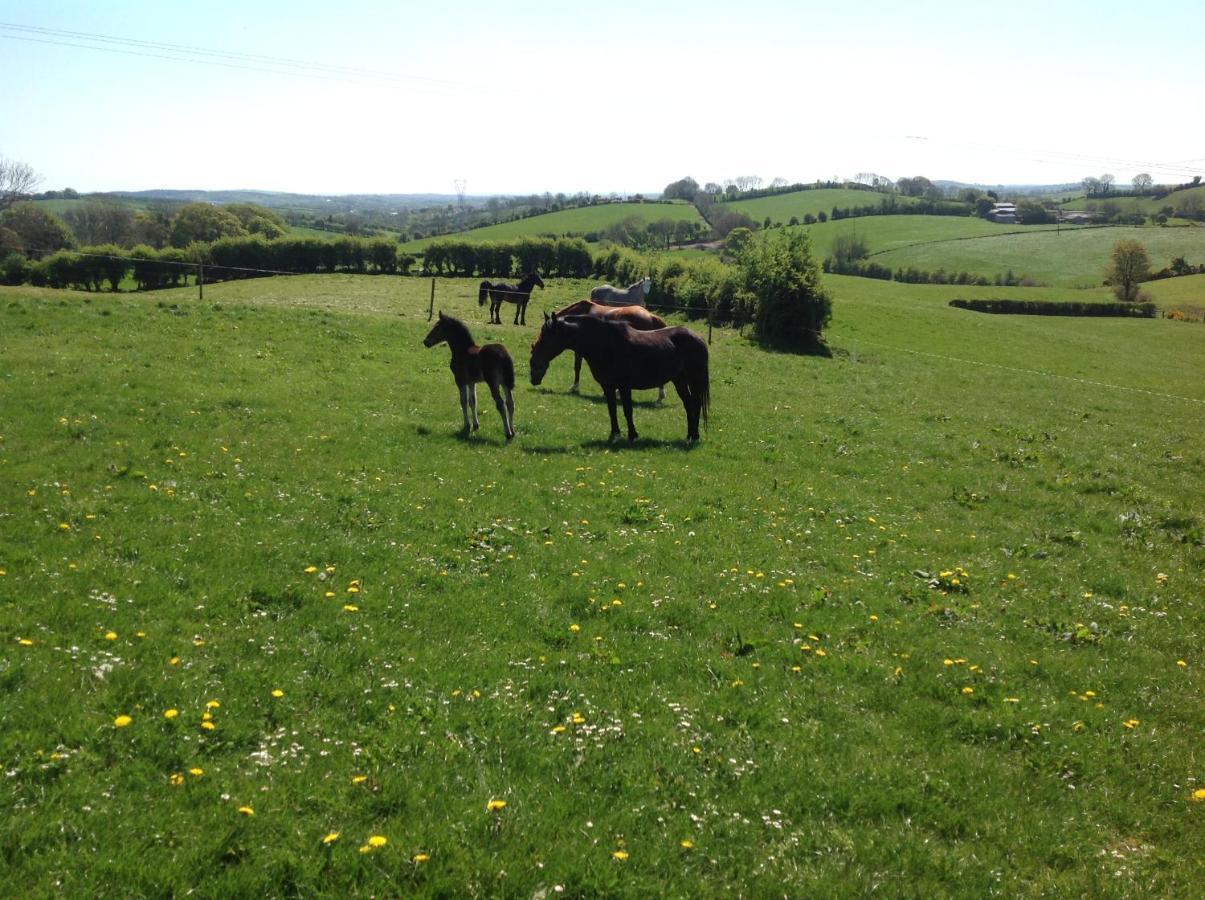 The Rock Equestrian Farm B&B Bailieborough Exteriör bild